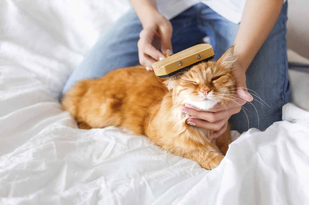 Tipps für die Fellpflege bei der Katze