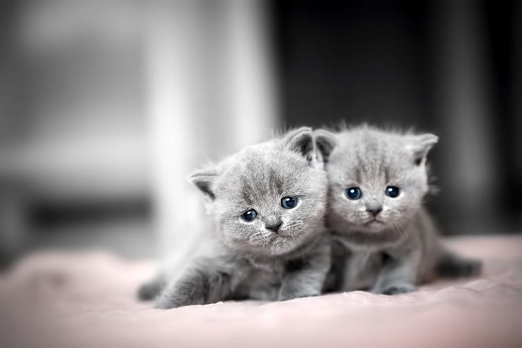 Katzen sind zu zwei glücklicher: Geschwisterkitten