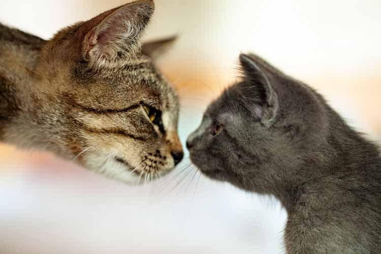 Katzen zu zweit glücklicher: kennenlernen des neuen Katzenpartners