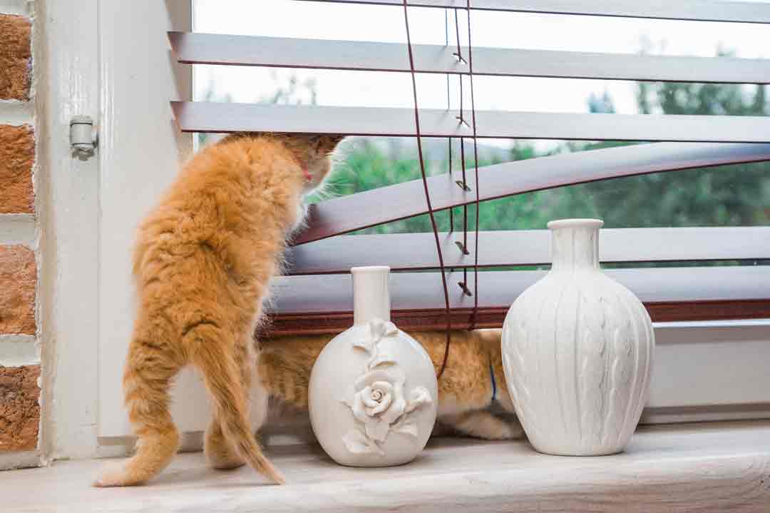 Das Kippfenster als Gefahr für die Katze