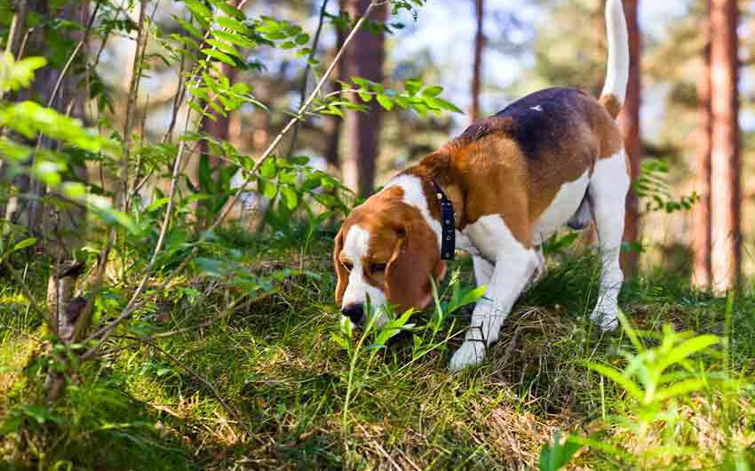 So schützt Du Deinen Hund vor Giftködern