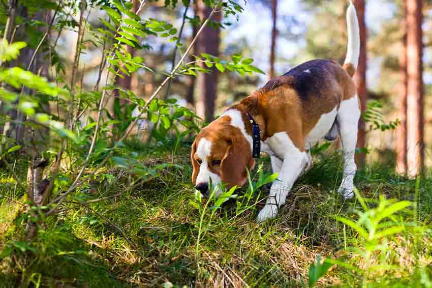 Giftköder sind eine besonders feige Art, gegen Hunde vorzugehen.