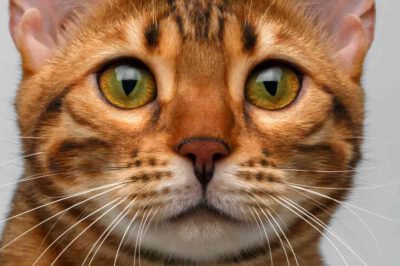 Allergiker-Katze: Diese Rassen eignen sich