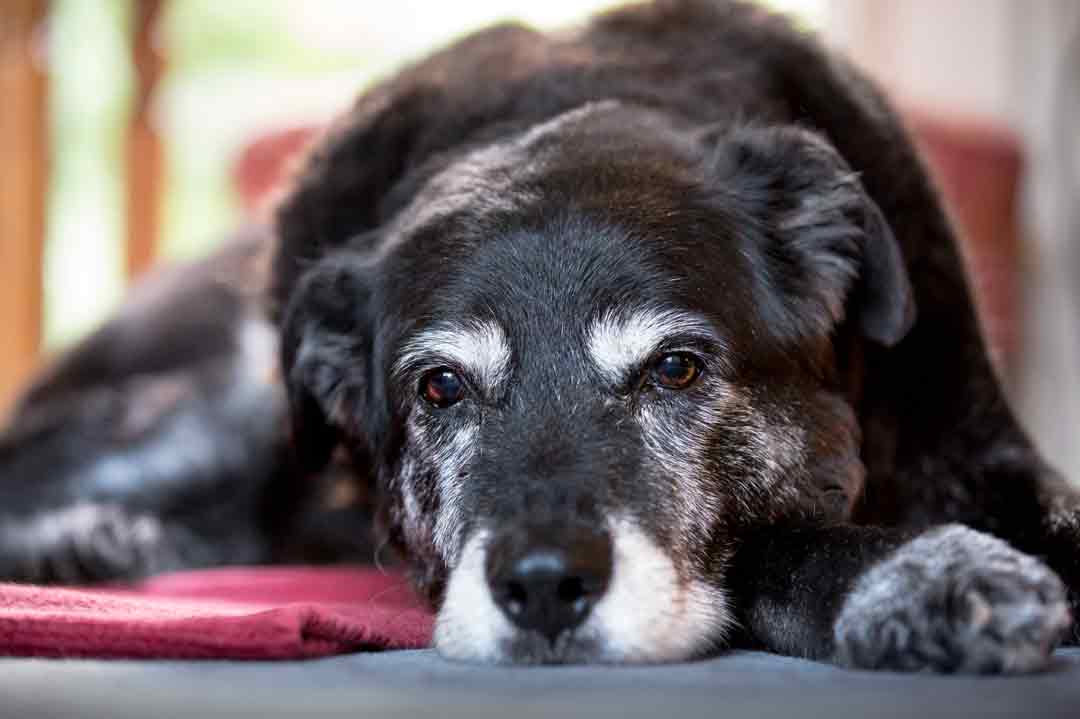 Tipps für den Hund im Alter