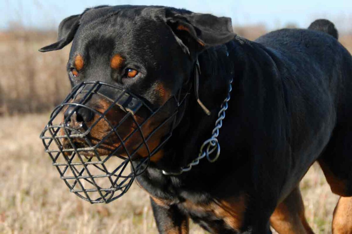 Hund (Rottweiler) mit einem Maulkorb