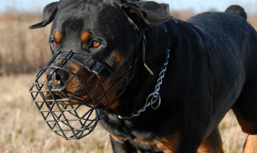 So gewöhnst Du Deinen Hund sanft an einen Maulkorb