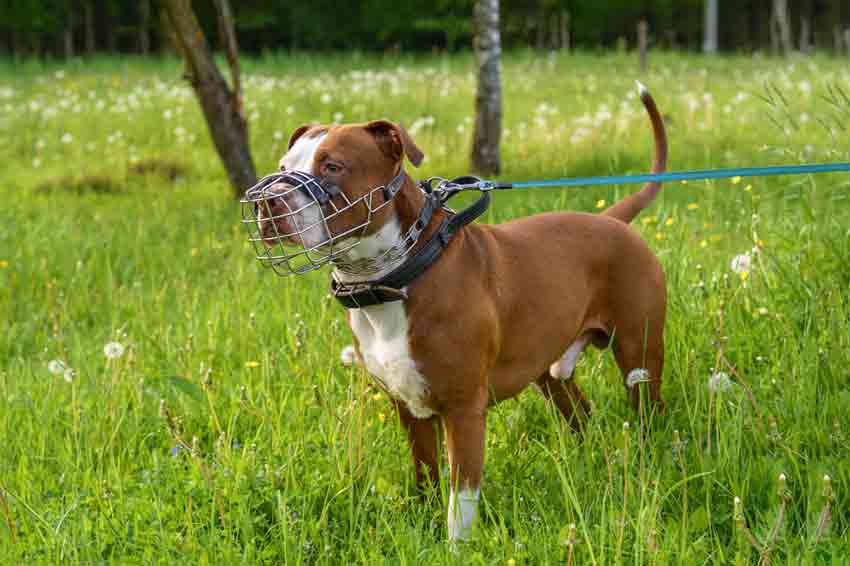 Ein Hund mit einem Maulkorb