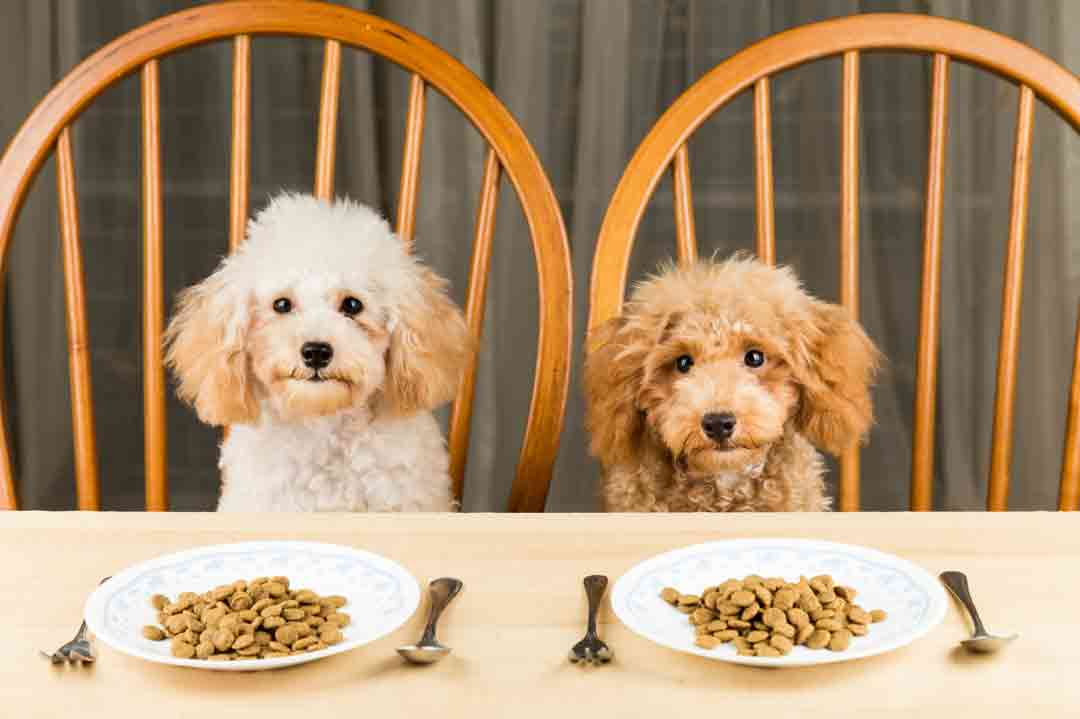 Wie viel Futter braucht ein Hund?