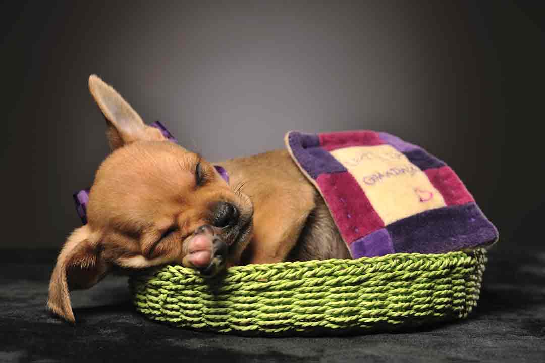 Ein Hund liegt in einem zu kleinen Hundekorb.