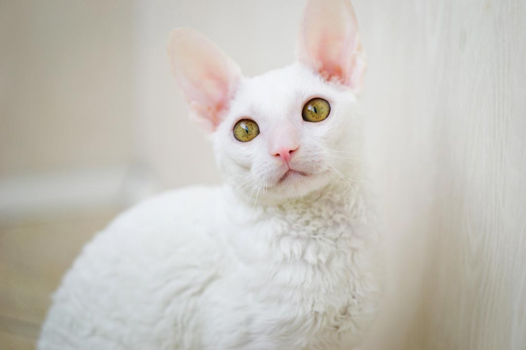 Katze trotz Allergie: die Cornish Rex