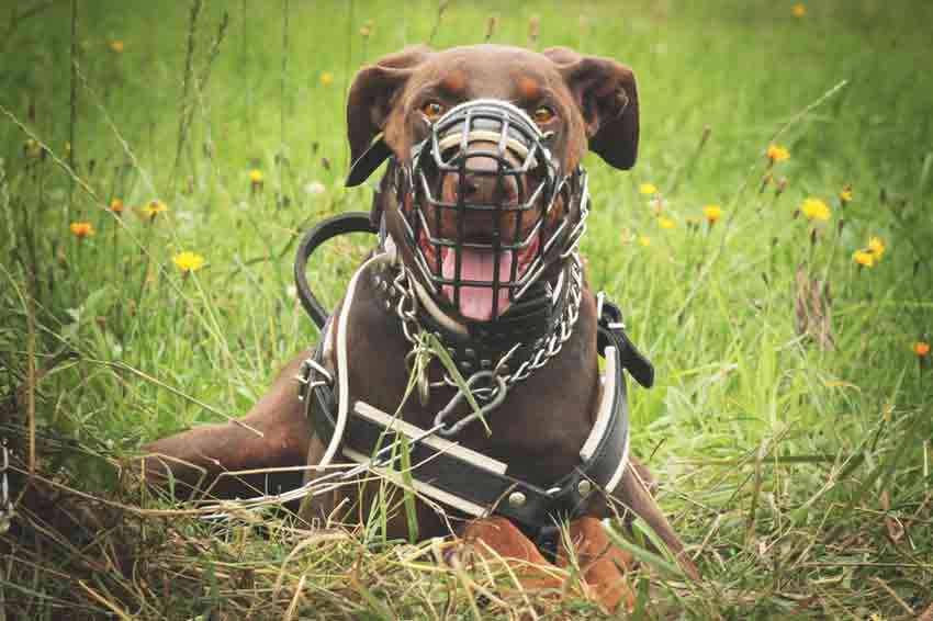 Maulkorbtraining mit dem Hund