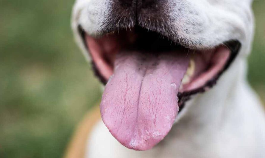 8 Tipps gegen Mundgeruch beim Hund