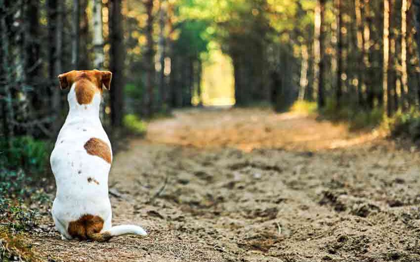 So trainierst Du „Sitz + bleib“ mit Deinem Hund