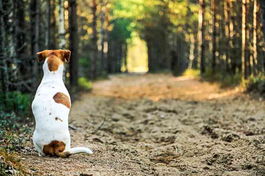 Sitz und bleib: Dieser Hund kann es