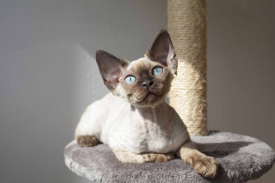 Kleine Katzen: Devon Rex