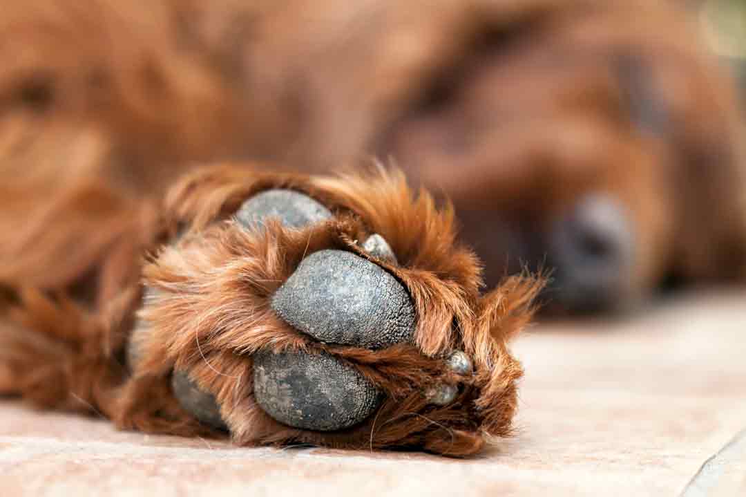 Tipps für die Pfotenpflege beim Hund