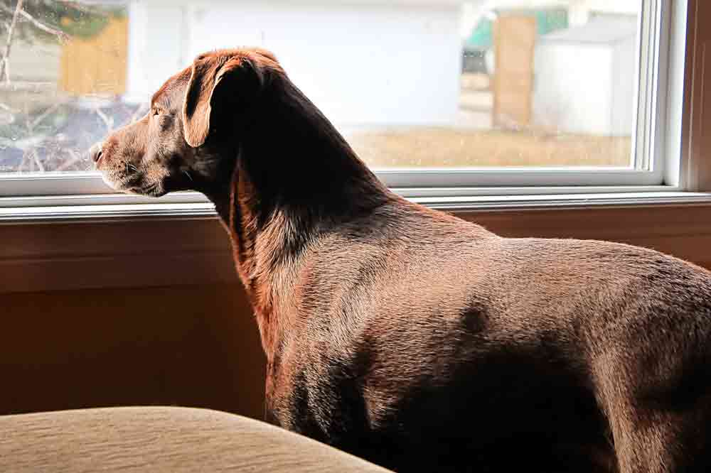 Bevor man den Hund alleine lassen kann, muss man mit ihm trainieren.