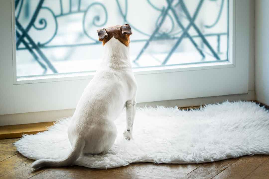 Einen Hund sollte man auch alleine lassen können. Doch das muss man erst üben.