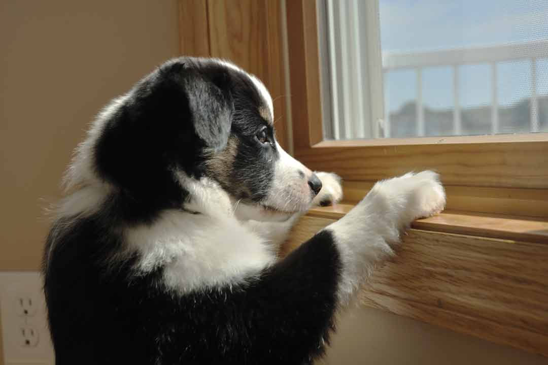 Hund alleine lassen: Wie übt man das?