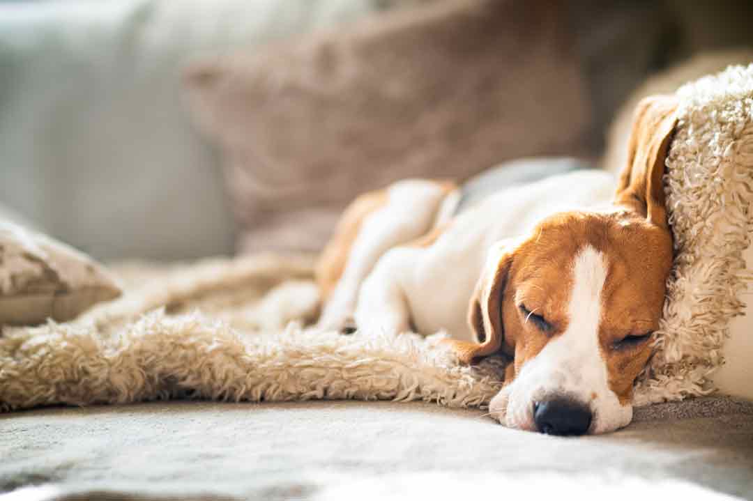 Kann man dem Hund das Sofa abgwöhnen?