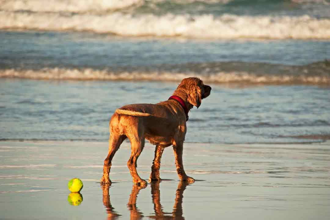 Was bedeutet das Schwanzwedeln beim Hund?