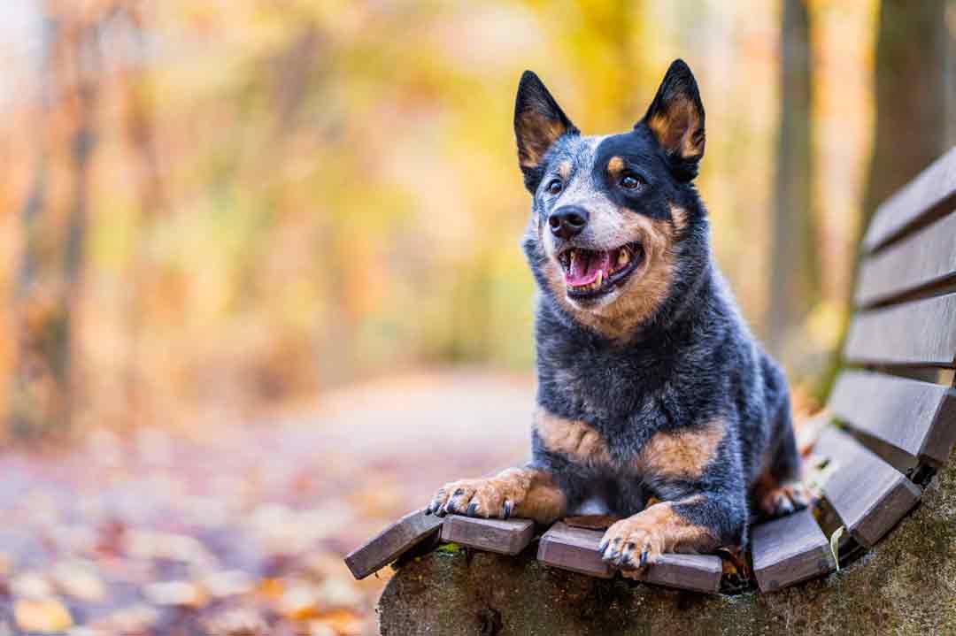 Schlauste Hunderassen: der Australian Cattle Dog