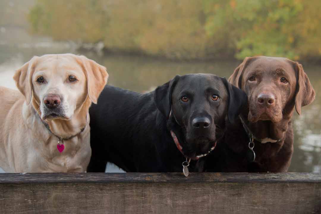 Intelligente Hunderassen: der Labrador Retriever