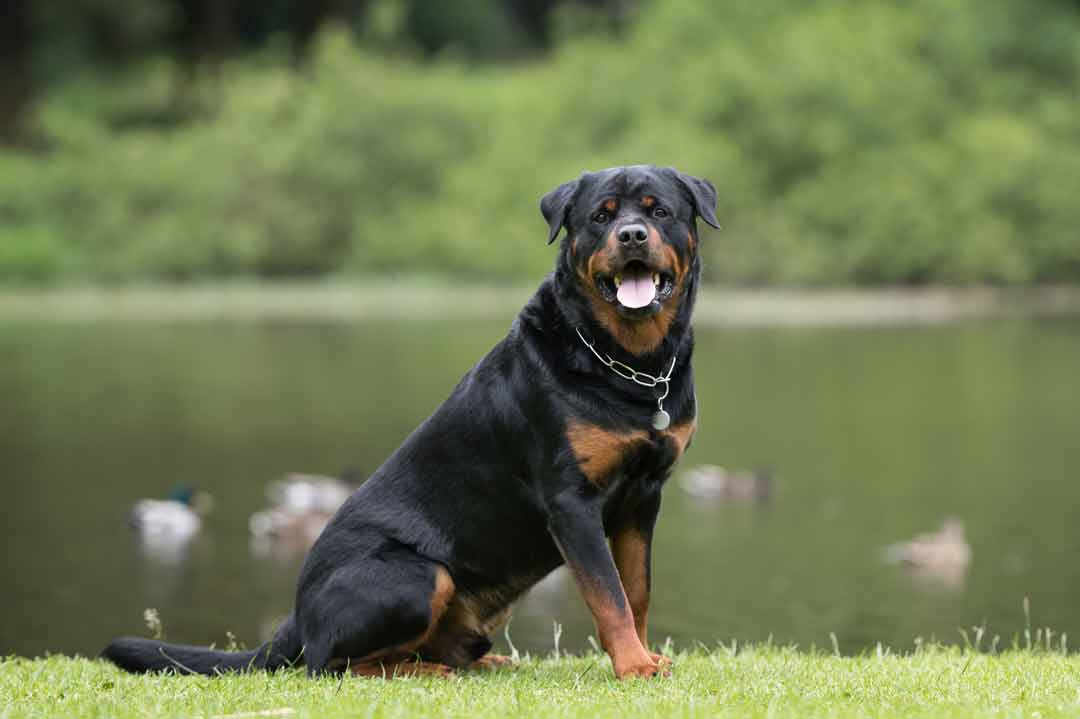 Intelligente Hunderassen: der Rottweiler