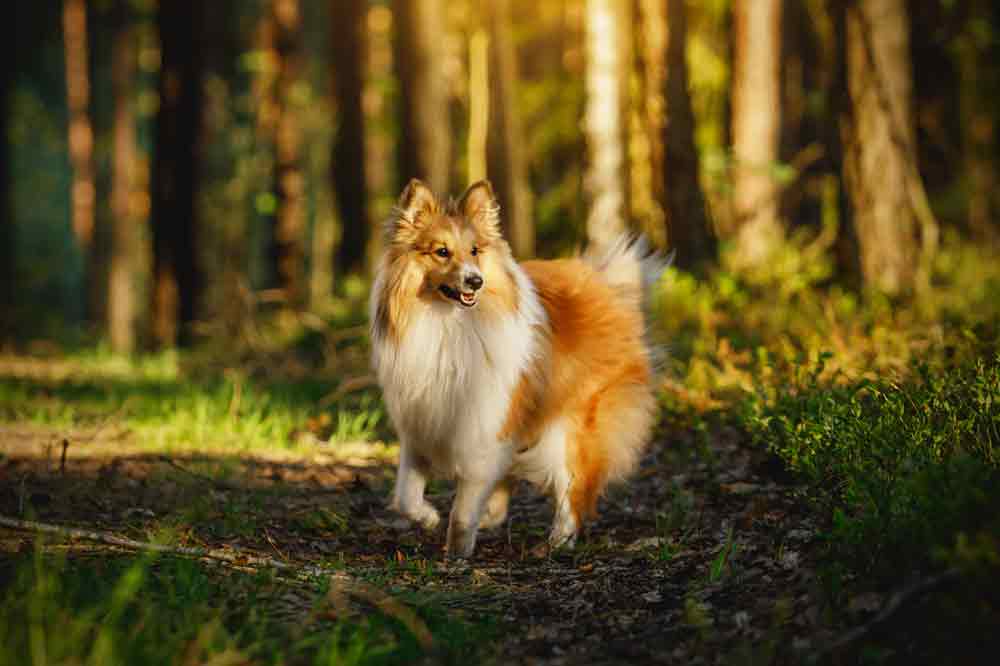 Schlauste Hunderassen: der Shetland Sheepdog oder kurz "Sheltie"