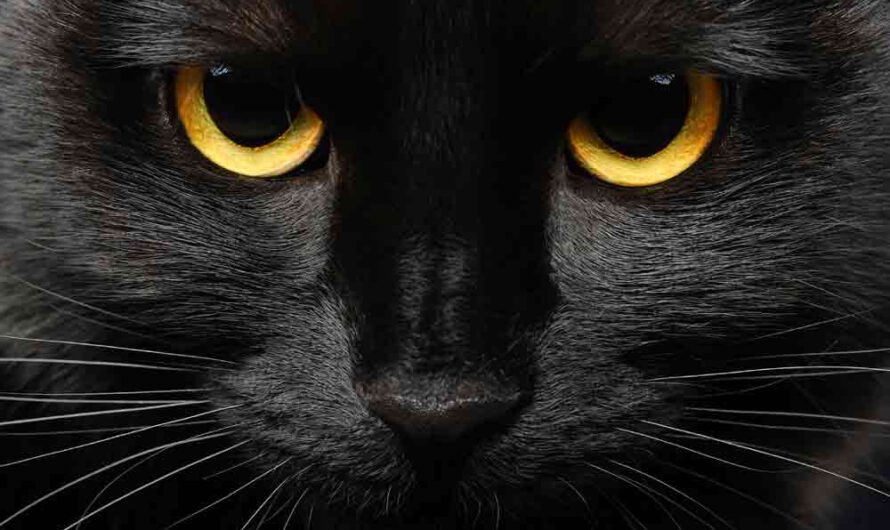 5 erstaunliche Fakten über schwarze Katzen