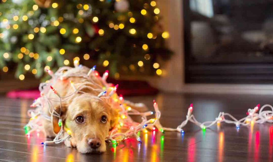 So gefährlich ist Weihnachten für Hunde