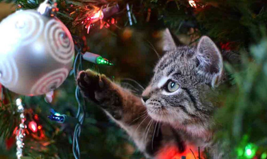 Diese Weihnachtsdeko ist gefährlich für Katzen