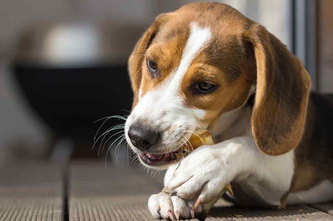Ein Beagle kaut einen Kauknochen.