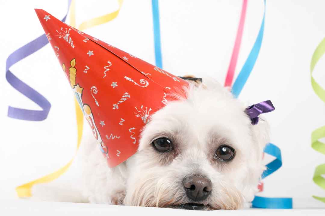 Fehler in der Silvesternacht mit Hund