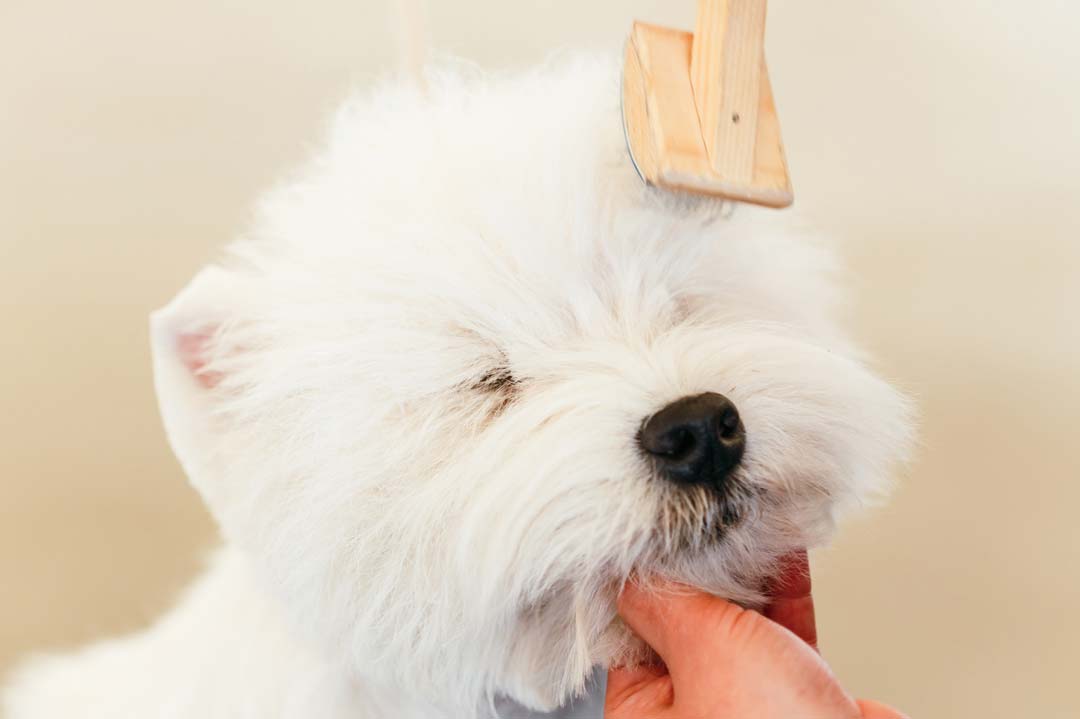 Fehler bei der Fellpflege beim Hund