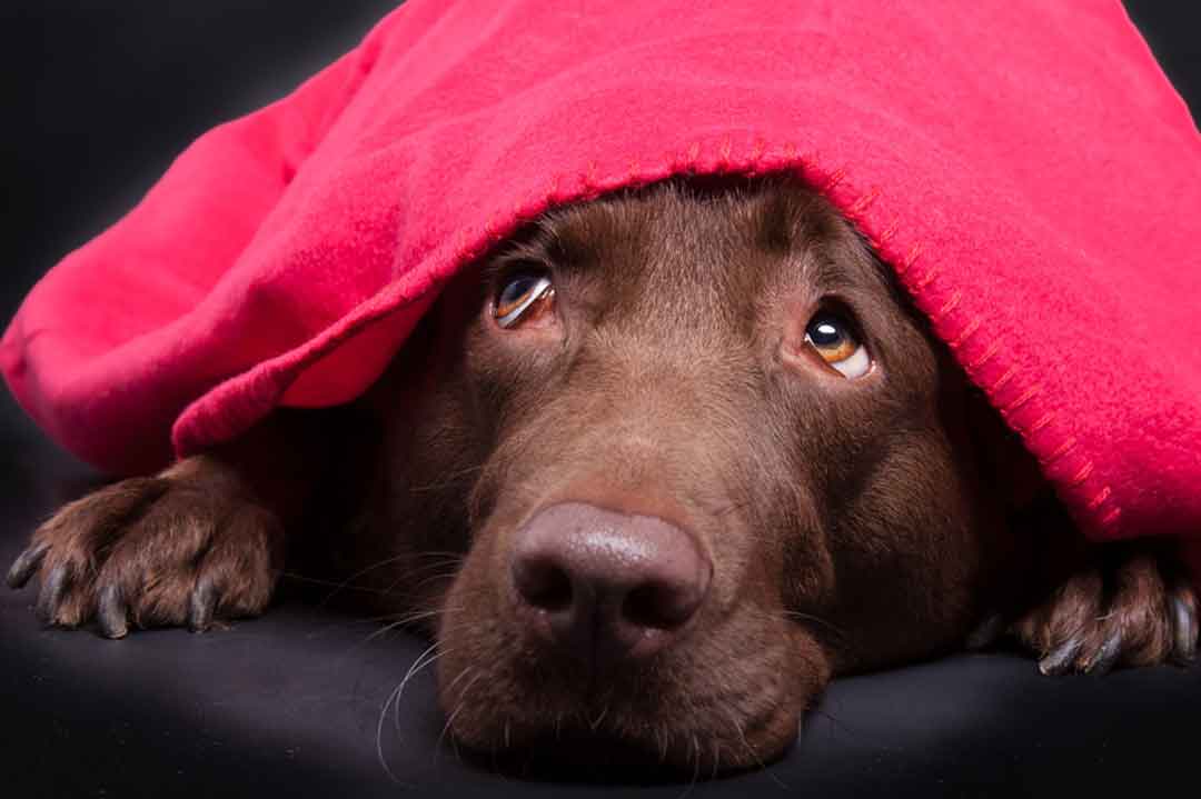 Hund hat Angst an Silvester