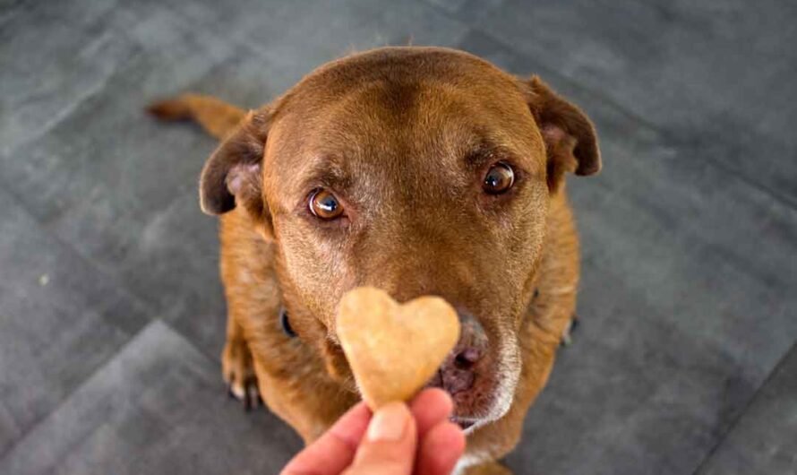 3 Rezepte: So backst Du die perfekten Hundekekse