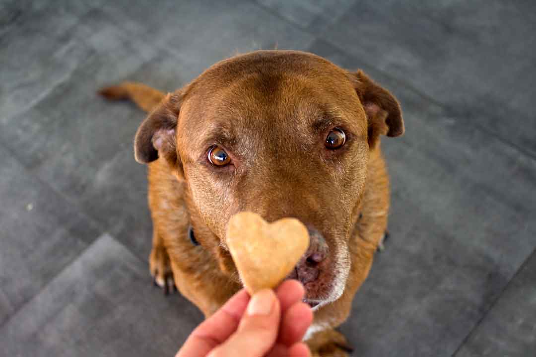 Hundekekse backen