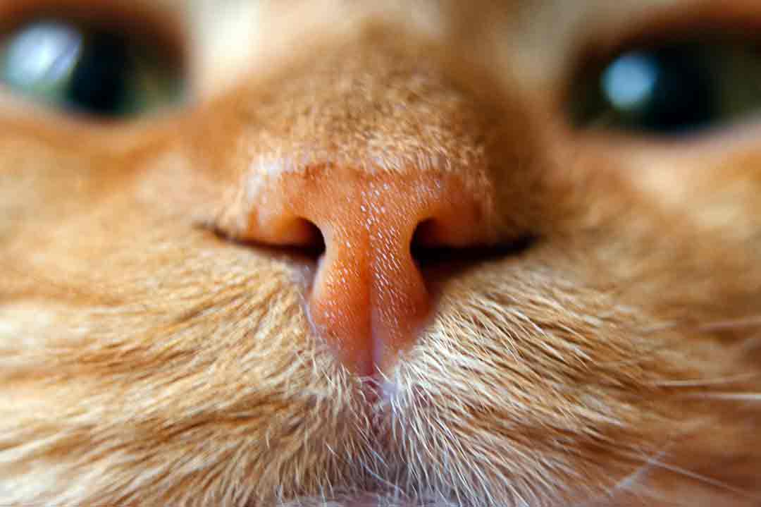 Ist die Katze krank? Eine trockene Nase kann ein Anzeichen sein.