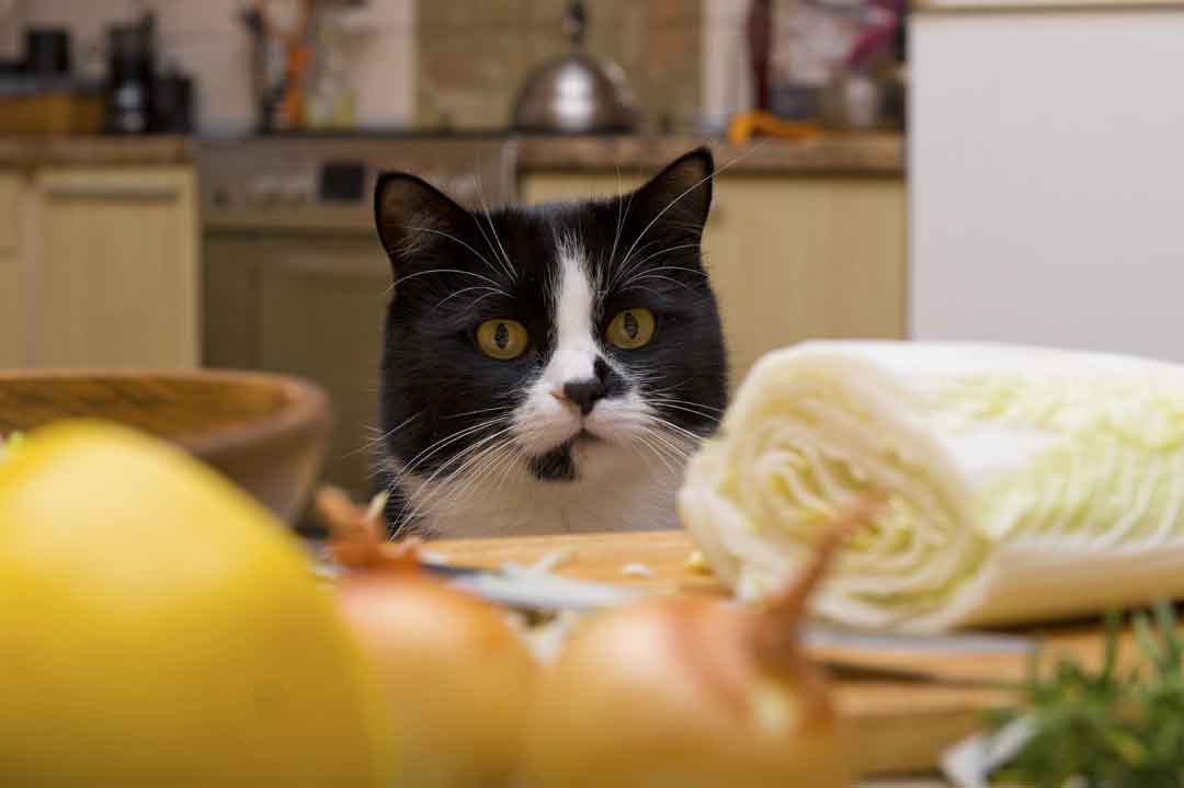 Katzenfutter selber machen: So geht's