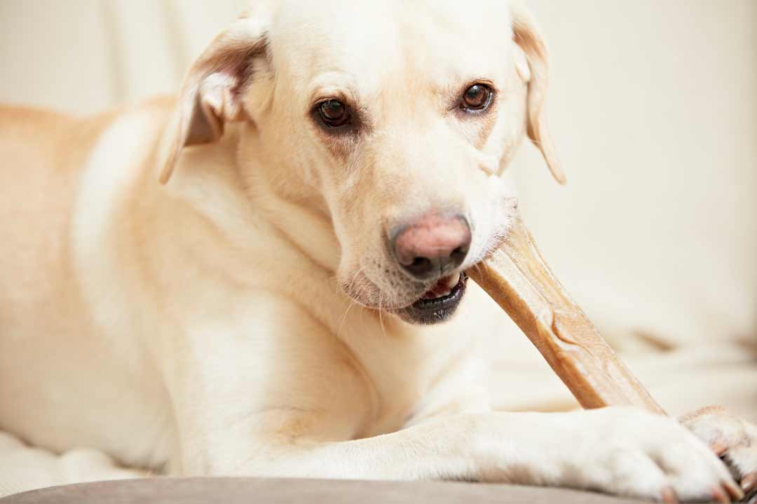 Ein Labrador mit einem großen Kauknochen.