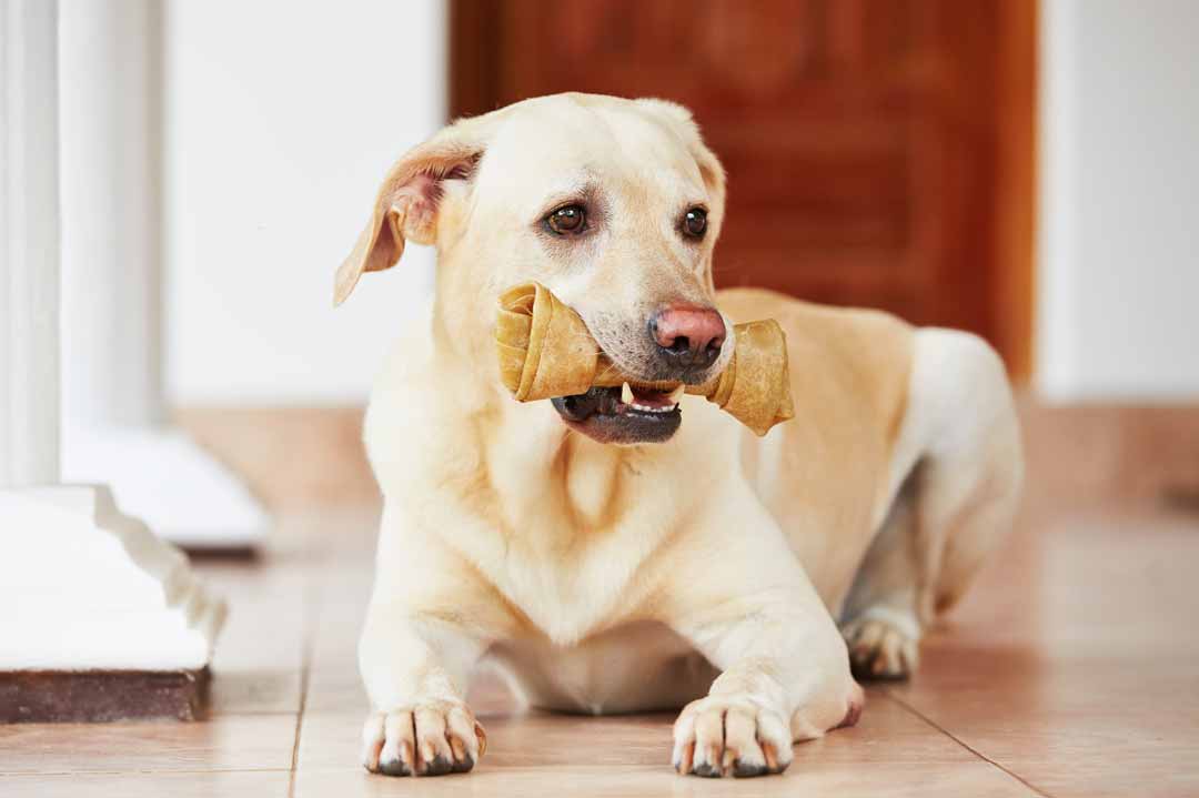 Ein Labrador mit einem Kauknoten im Maul.