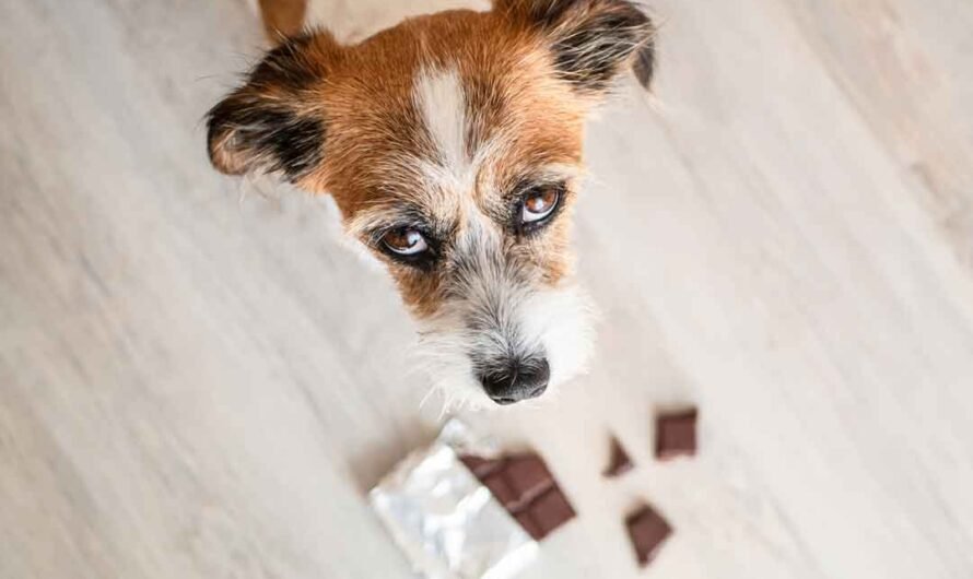 Wie gefährlich ist Schokolade für Hunde?