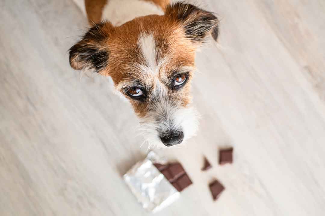 Schokolade ist giftig für Hunde