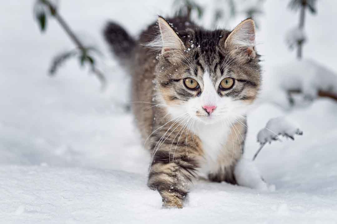 Freigänger im Winter