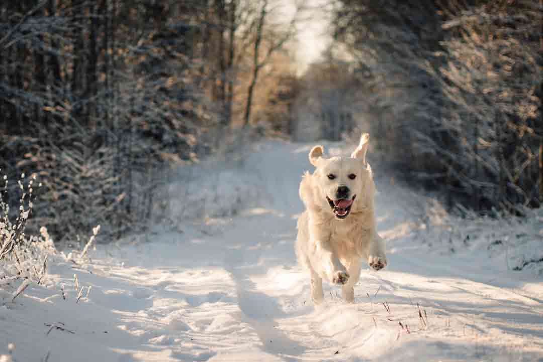 Hund im Winter