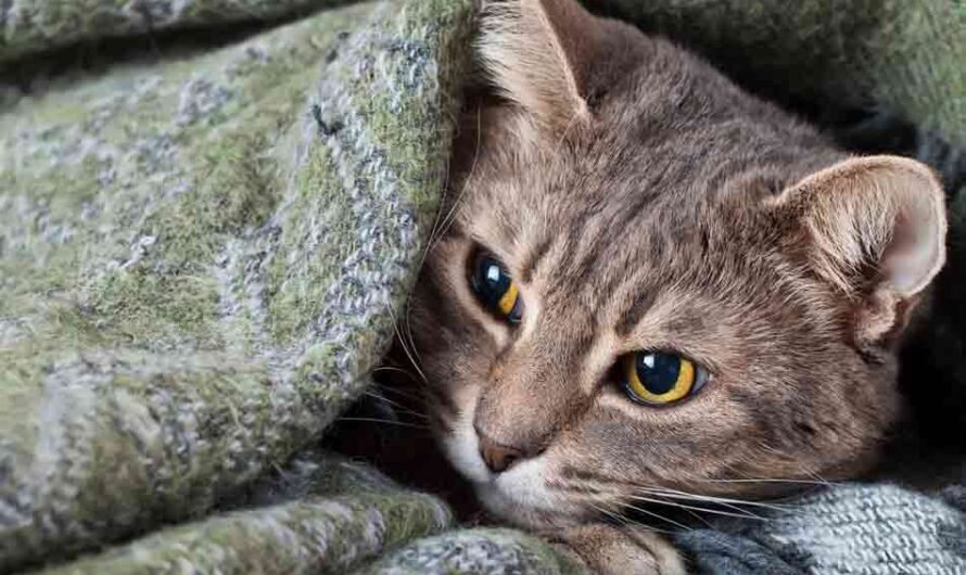 5 Tipps: Das hilft Deiner Katze bei Durchfall