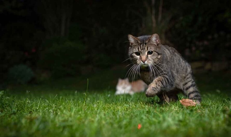 3 Tipps: Sicherheit für Deine Katze im Dunkeln