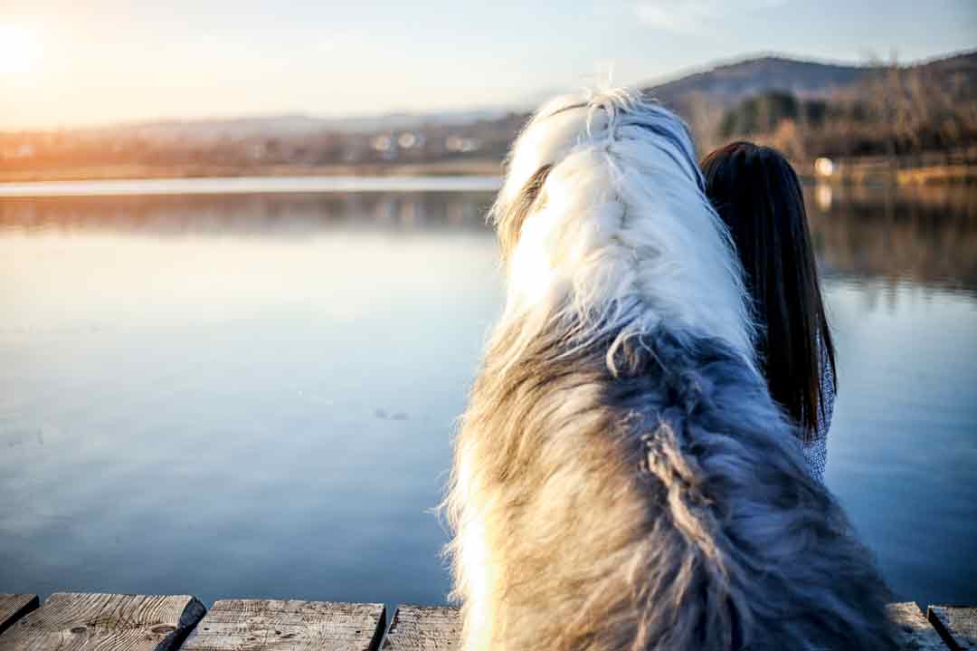 Huschelhunde: Der Bobtail ist besonders verschmust.