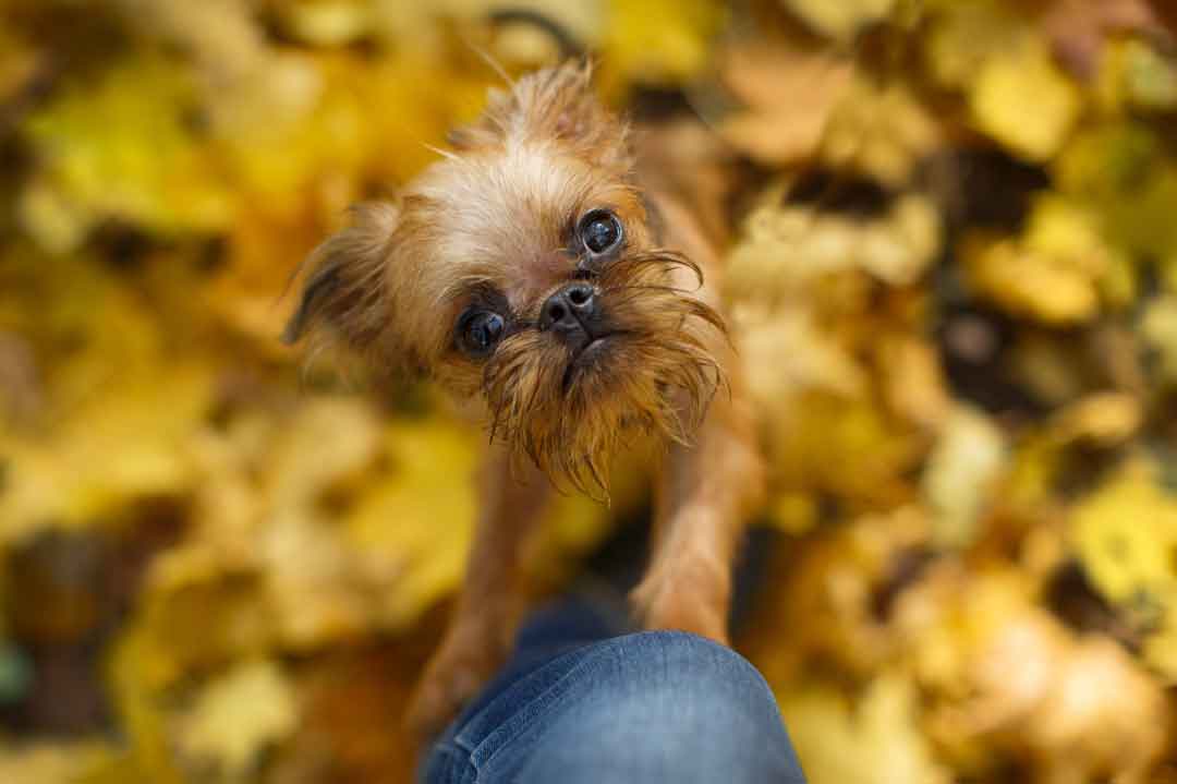 Der Brüsseler Griffon ist eine besonders verschmuste Hunderasse.